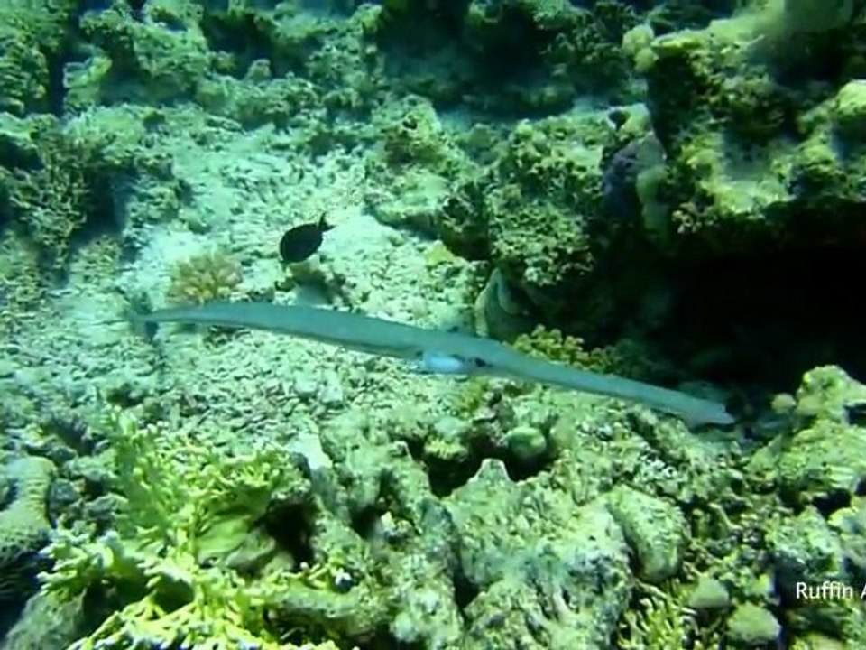 plongée egypte 2010