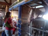Allegany County Fair: horses butts.  Angelica, NY