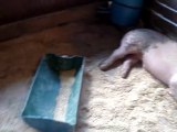 Allegany County Fair: pigs in their pens.  Angelica, NY