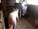 Allegany County Fair: a girl and her pig.  Angelica, NY