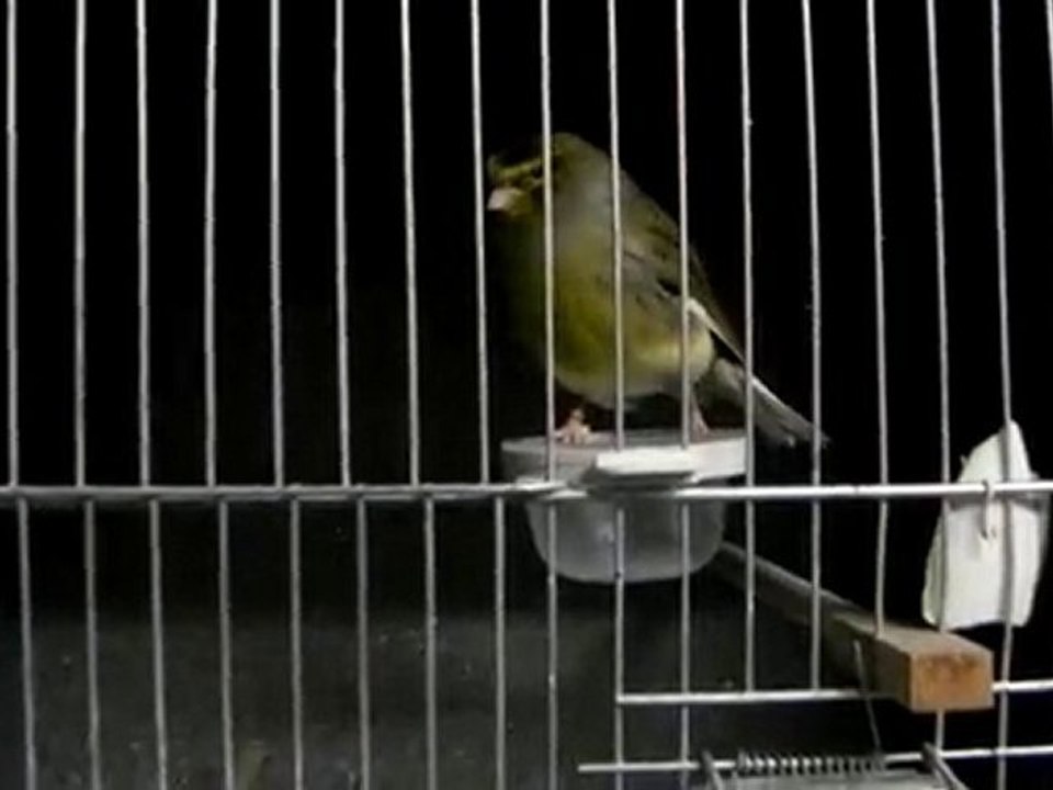 İrfan's Glosters - www.irfansglosters.com - 2011 Damızlıklar