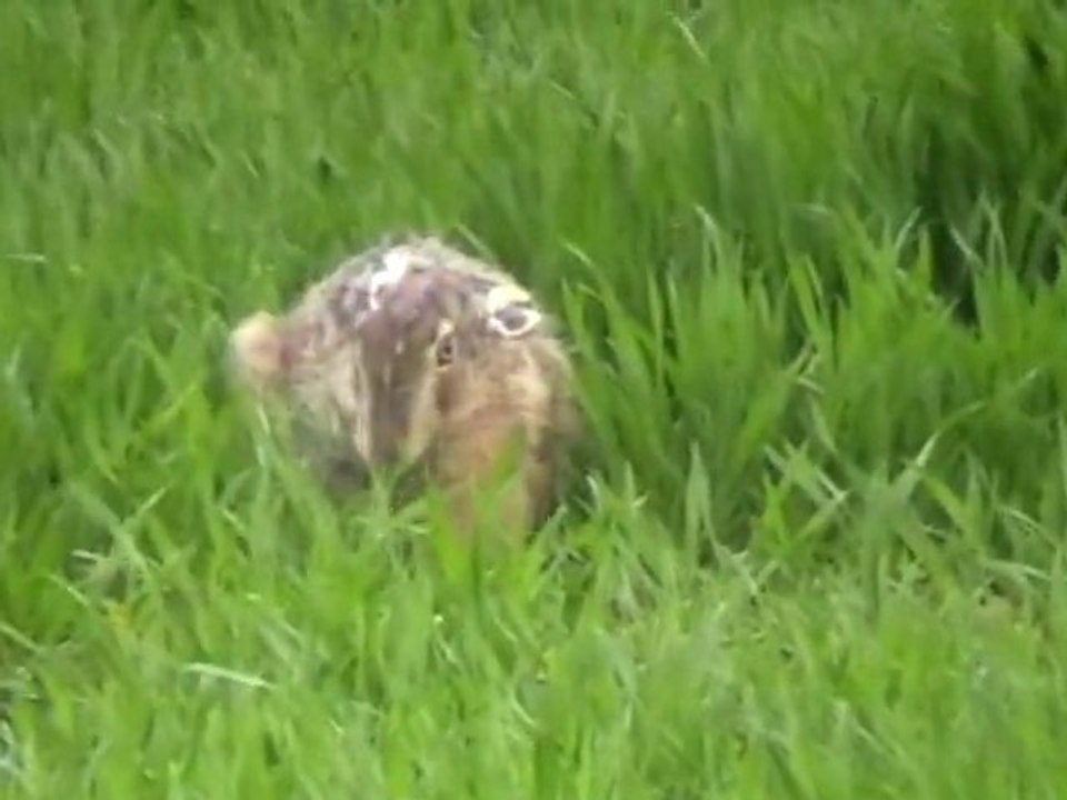 lièvre  dans la nature