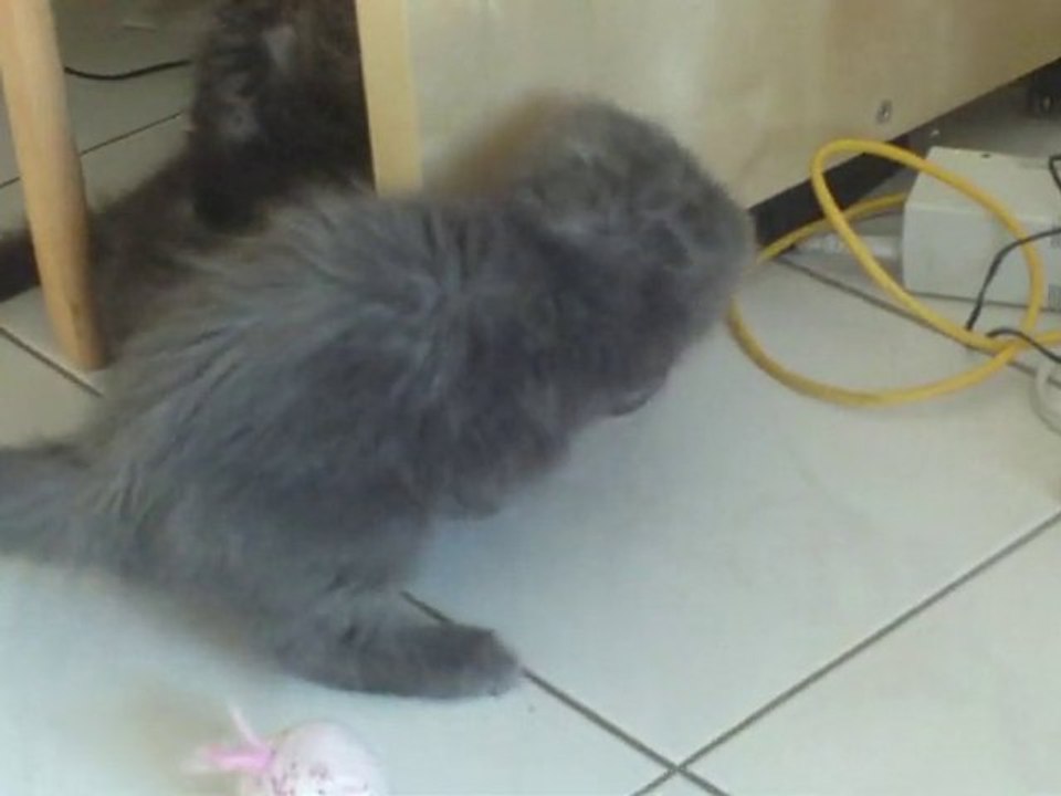 Fanfan & Fuyu maine coon 2 mois