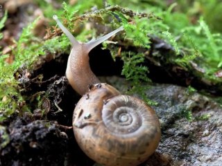 Escargot de Quimper 1