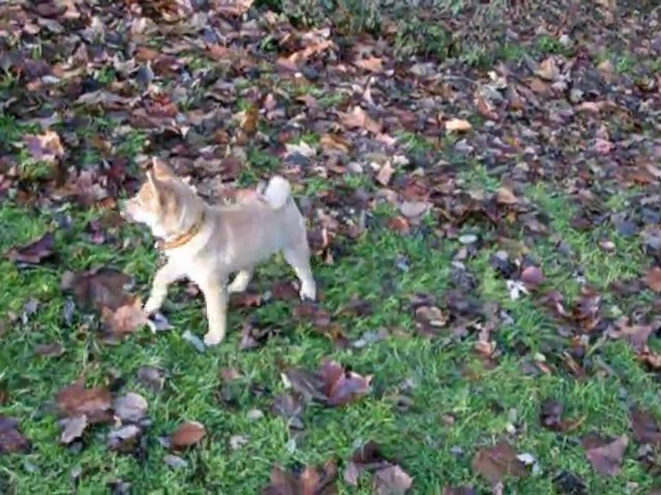 Akimi et Tsubaki qui a prennent à obéir