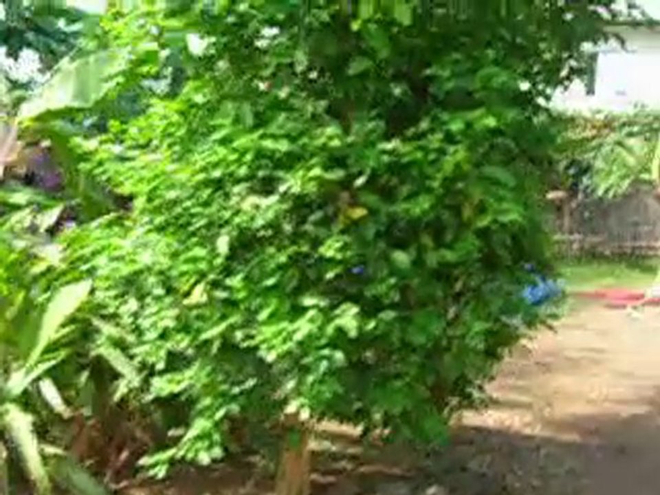 jimbani 51