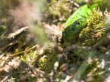 Le lézard vert 1