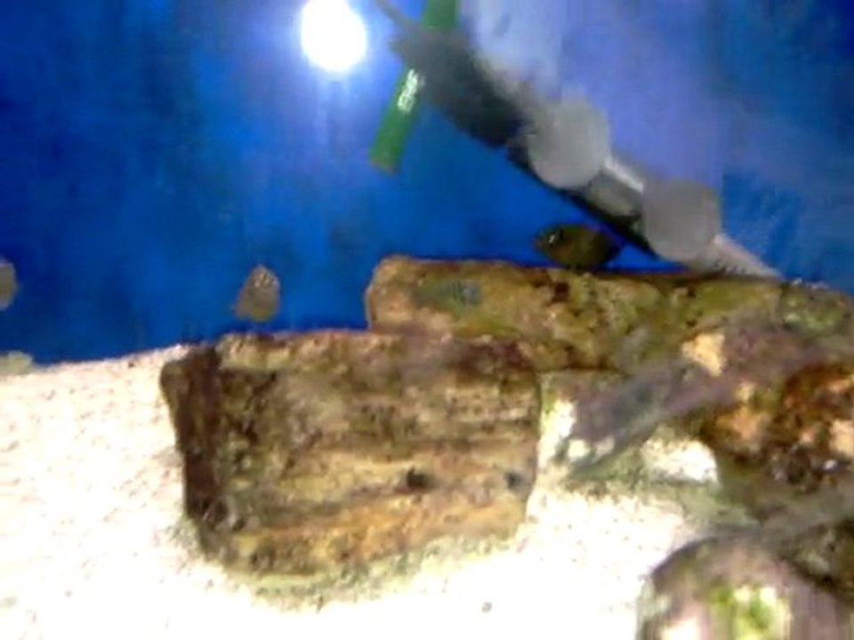 tropheus RED RAİNBOW KASANGA