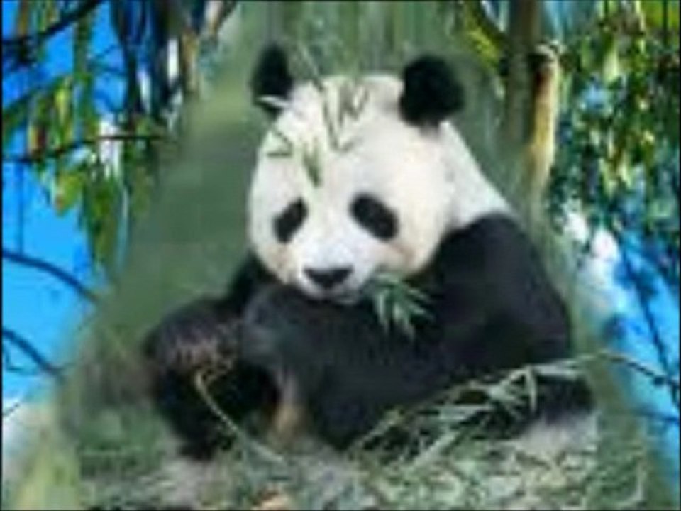 Les animaux