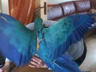 Aladin et la pose du harnais