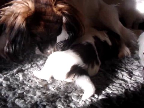 Les épagneuls nains Phalènes de la Vallée des Secrets