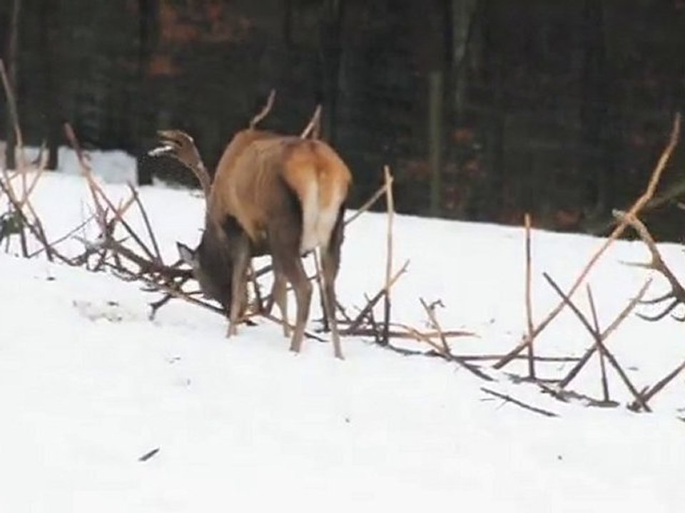 Rothirsch an einem windigen Tag - Wildgehege Hellenthal
