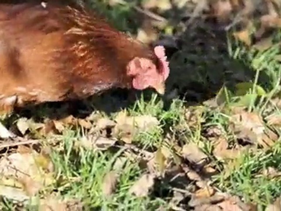 Wummelies wunderbare Welt von Sabine Bohlmann