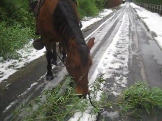 12.12.2010.lors de la balade