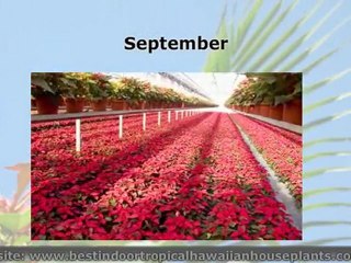 Care of Poinsettia Plants After Christmas