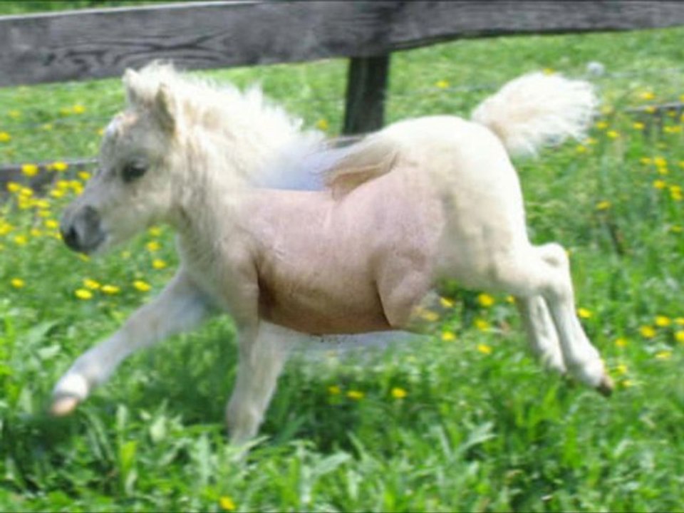 Fascination de Chevaux