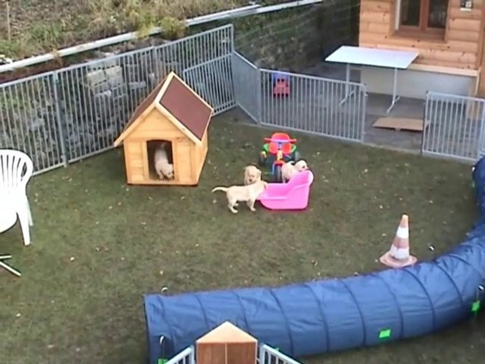 Kaly - Portée B - 11.12.2010_1