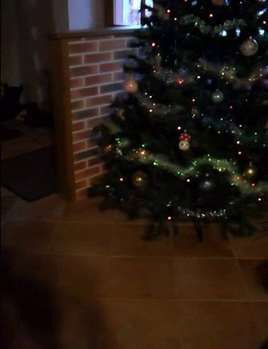 elina découvre le sapin