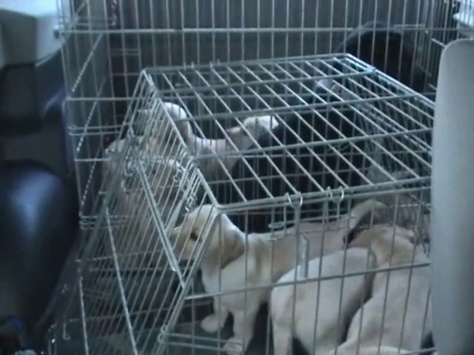 Kaly - Portée B - 12.12.2010 Sortie en voiture