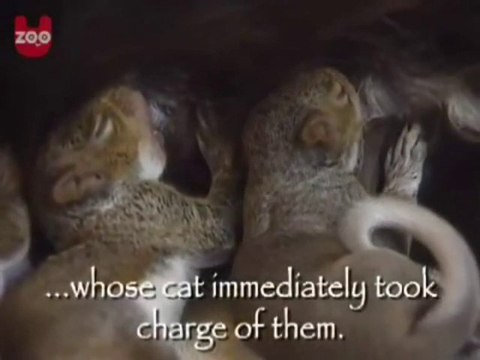 Chat Adopte bébé écureuils