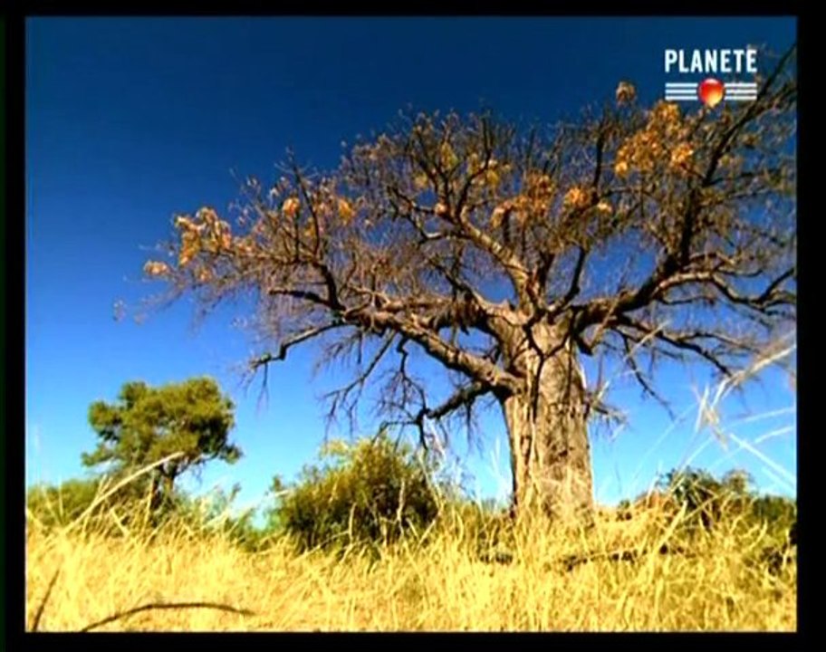 Sur la terre des monstres disparus / Lointains ancêtres (2)