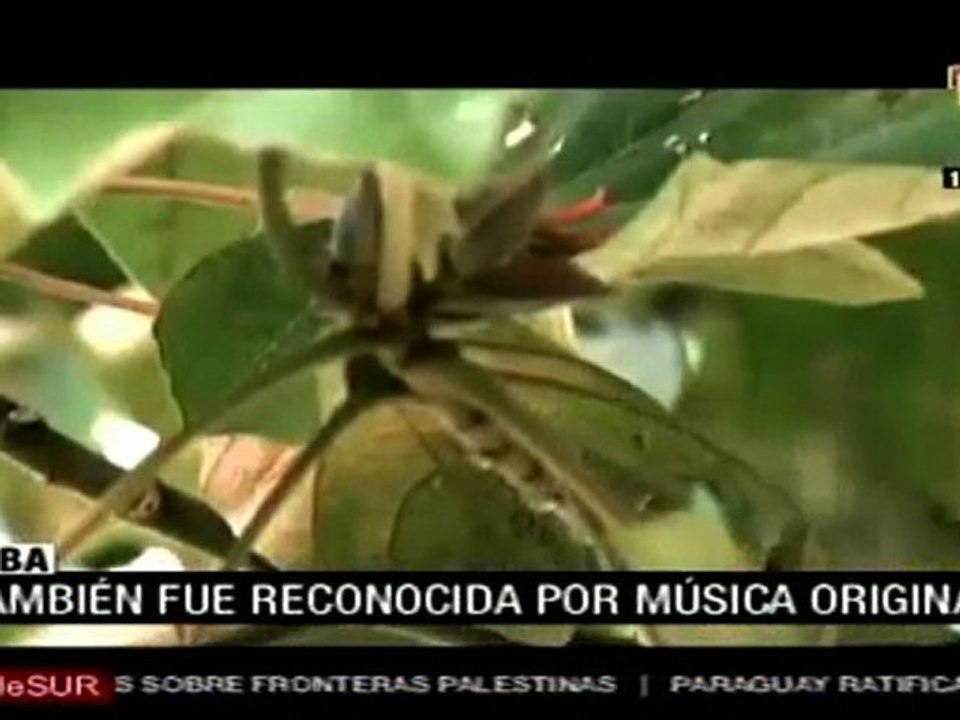 "Las buenas hierbas" conquista el tercer lugar en La Habana