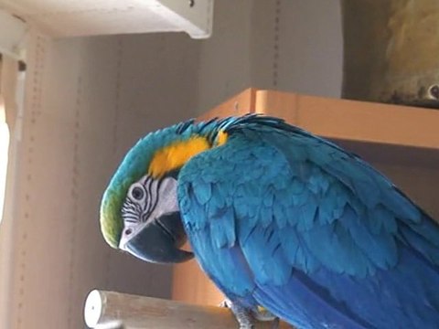 Aladin mon ara ararauna dit son prénom