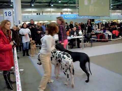 11.12.2010 Доги сравнение на ВОВ