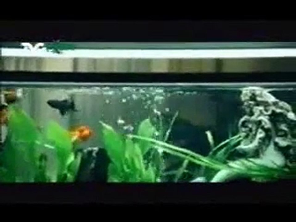 Irma, De Los Peces / Parte 2 / Mujeres Asesinas 3