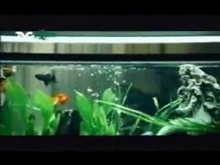 Irma, De Los Peces / Parte 2 / Mujeres Asesinas 3