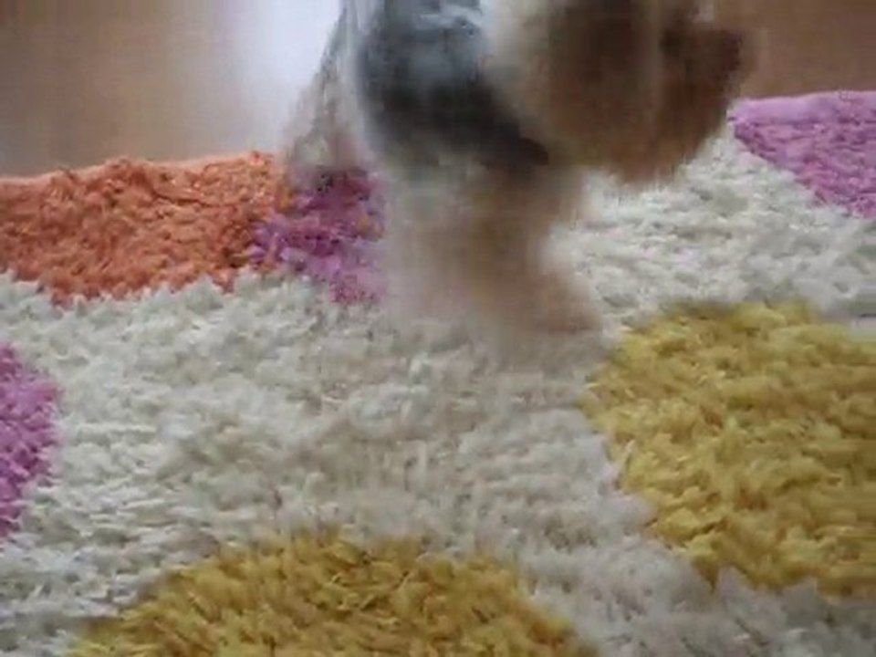 yorkshire terrier oyun partneri kuş :) (kitty&oğluş)