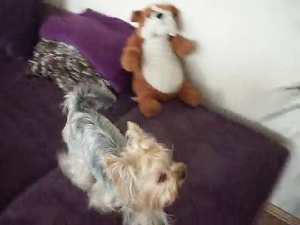 yorkshire terrier keşke o da uçabilse :) (kitty&oğluş)