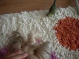 yorkshire terrier ve kuşun dostluğu ;) (kitty&oğluş)