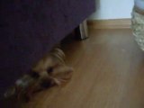kuştan korkmuş yorkshire terrier saklanıyor :) (Cheri&Oğluş)
