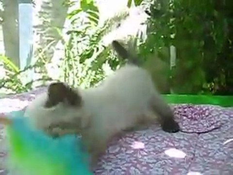 Grimper Gulliver, exotico macho, seal point. DISPONIBLE