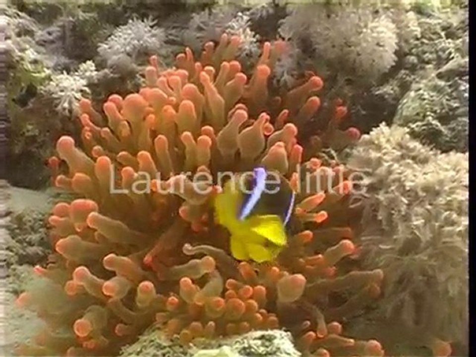 poisson clown dans anemone rouge