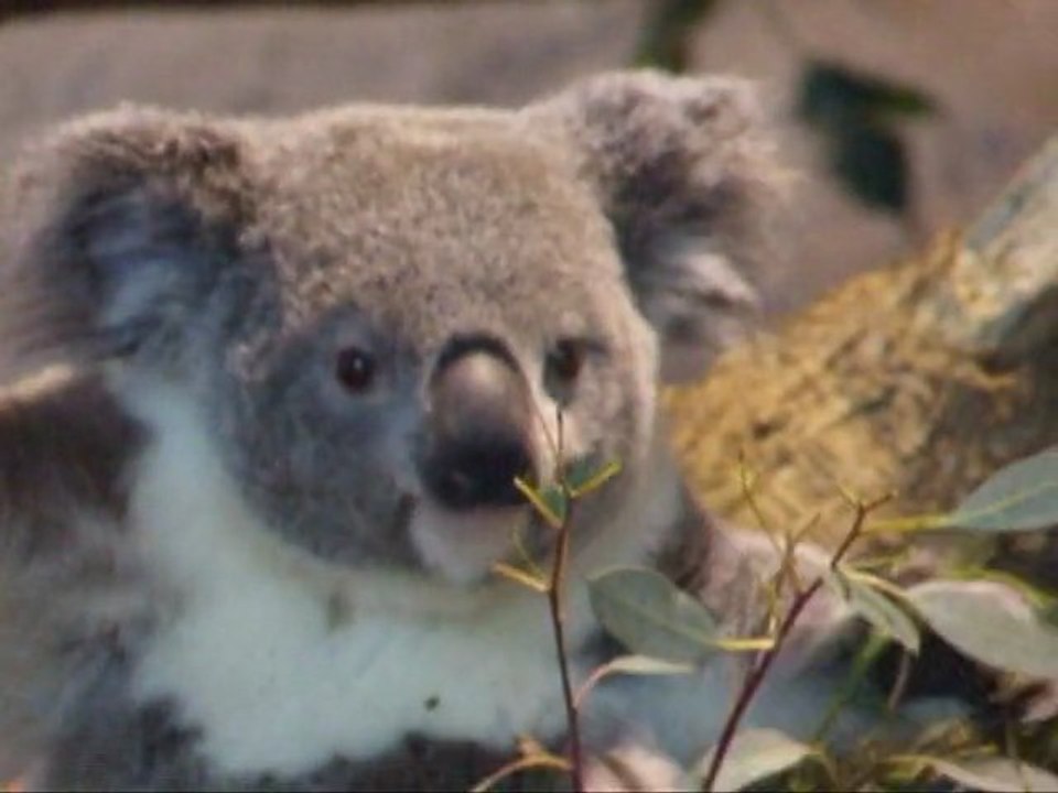 le_repas_des_koalas