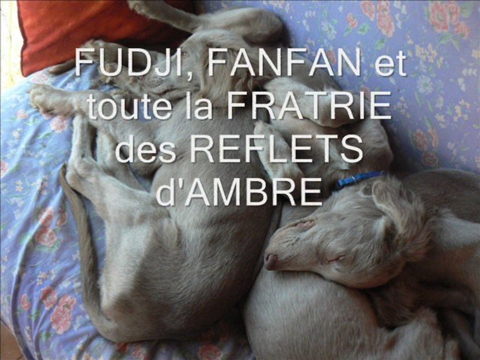 Joyeux NOEL 2010 de la part des REFLETS d'AMBRE