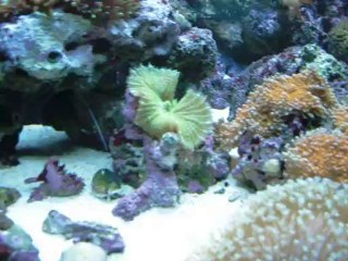 my reef tank 70*50*50