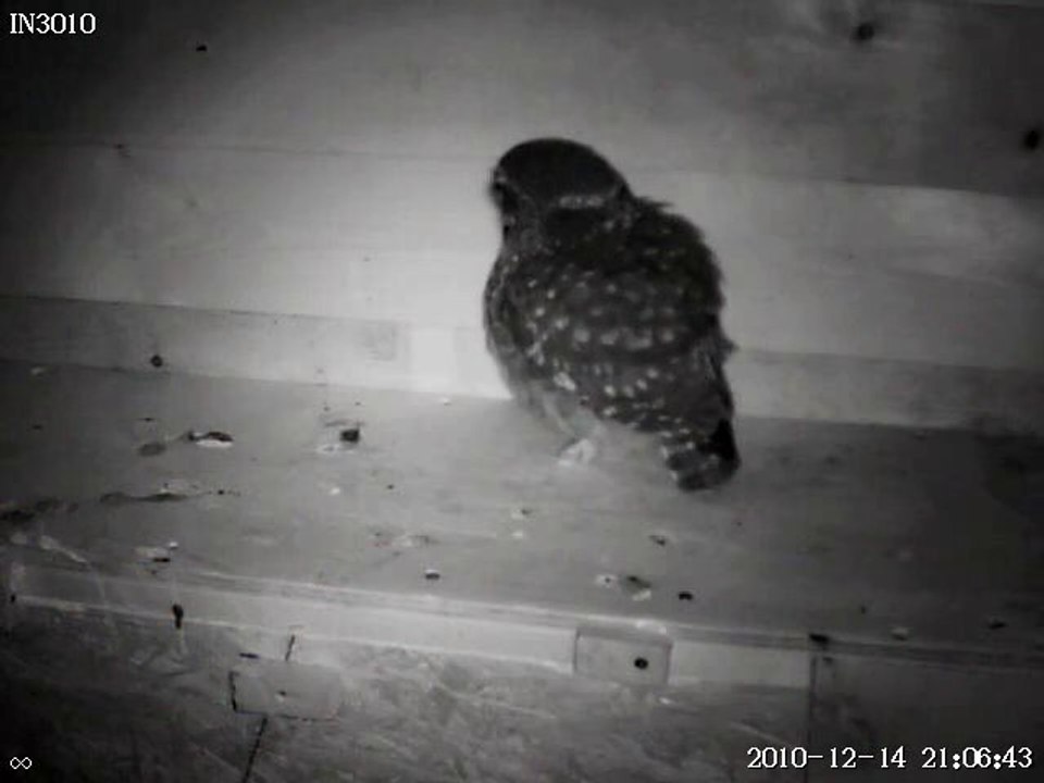 Steinkauz frißt Küken