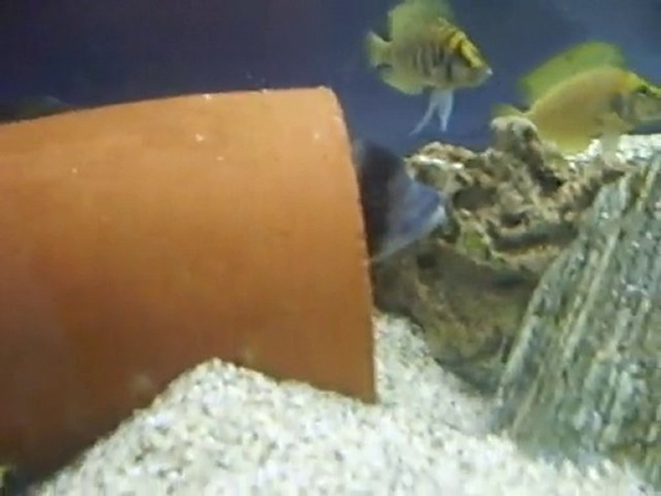 Tanganyika akvaryumları