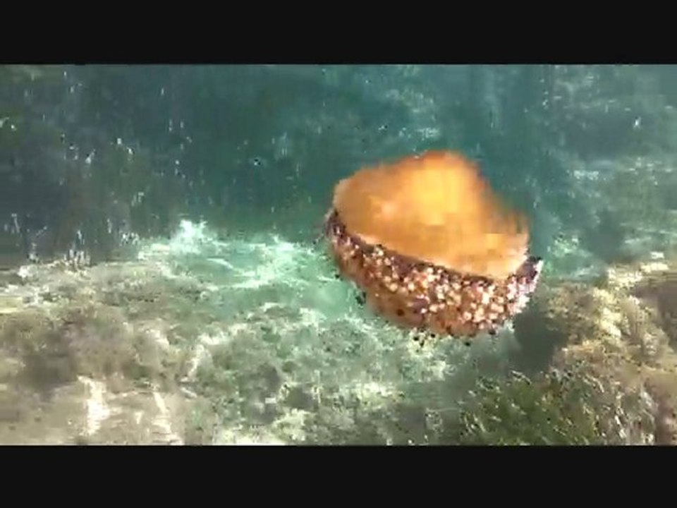 Subaquatic  'Ballade' in Port-Issol, Sanary/mer, France