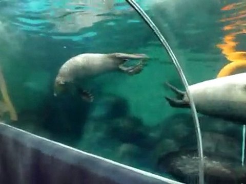00019 Phoques aquarium Shanghai