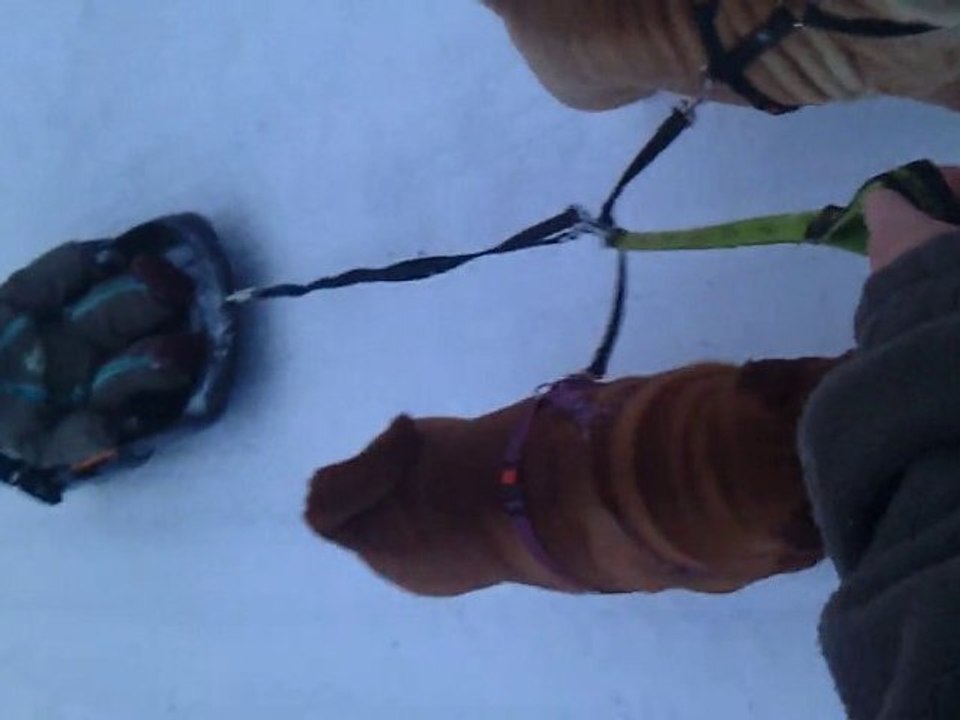Le Shar Pei-luge !