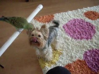 yorkshire terrier kuşu öpüyor :)) (Kitty&Oğluş)