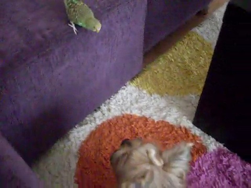 yorkshire terrier ve kuşun aşkı :)   (Kitty&0ğluş)