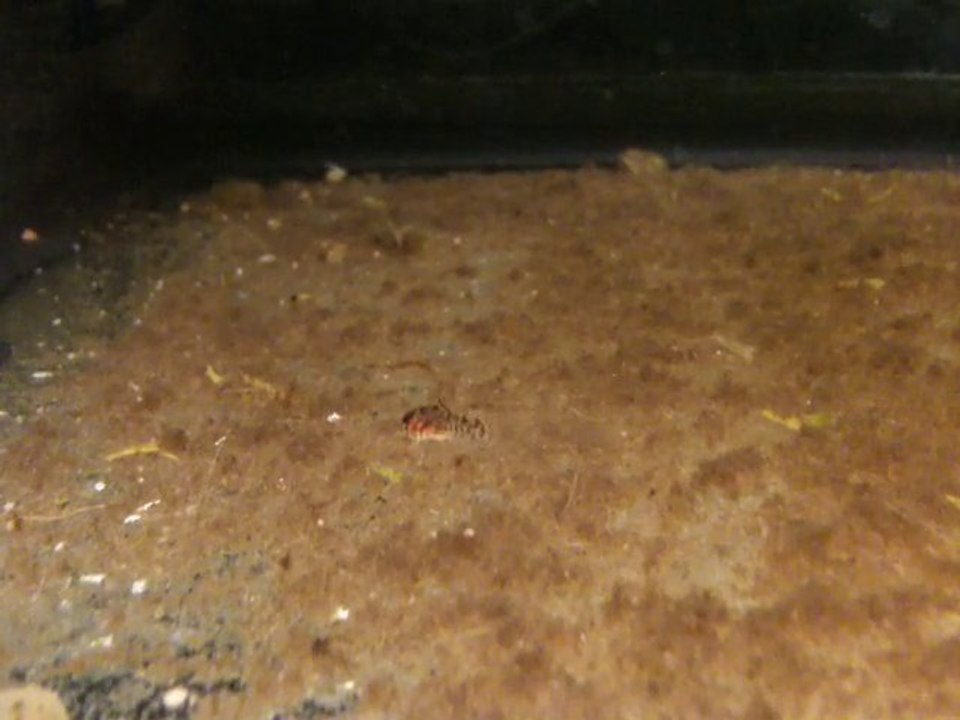 Alevin Corydora Trlineatus