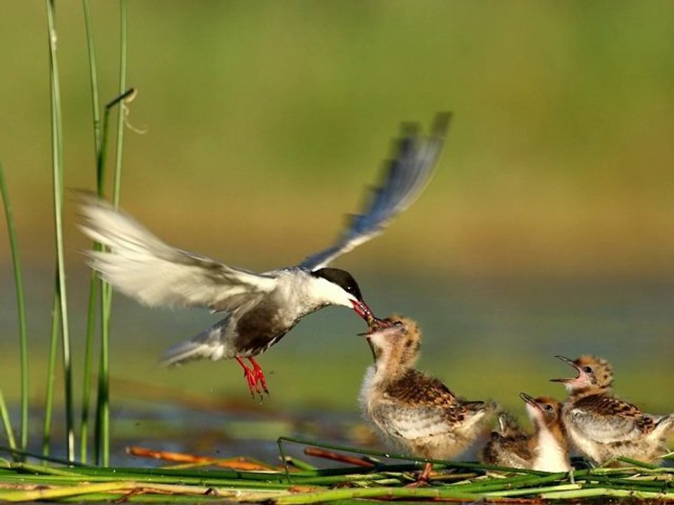 Parc naturel régional de La Brenne, immersion au cœur d'une nature d'exception - Le Berry