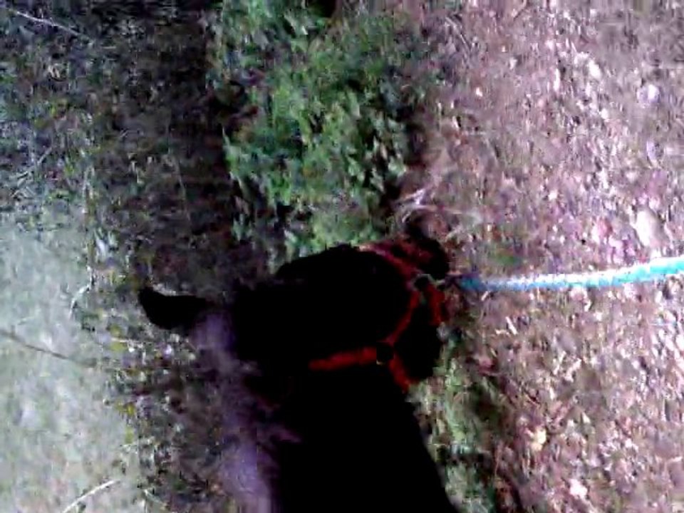 uvalou en balade avec paso et moi