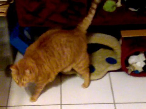 rossi foufou avec l herbe a chat vaporisée sur l arbre a cha